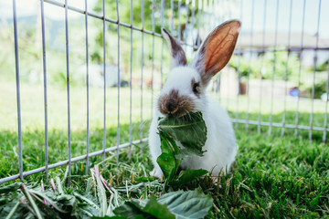 kanin i kaninbur udendørs