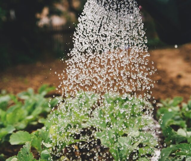 haveservice